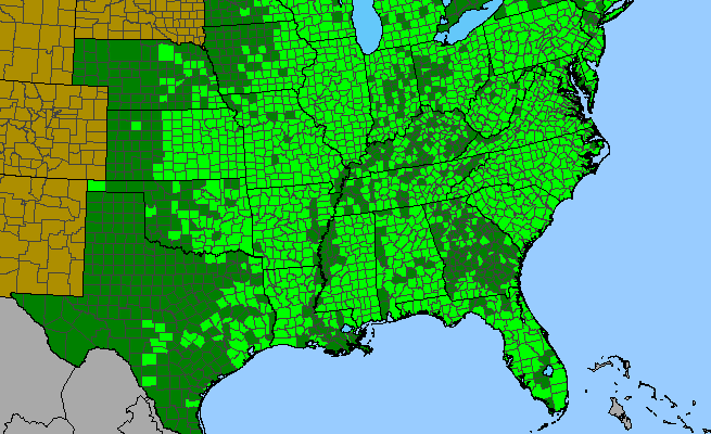 The range of Pseudognaphalium obtusifolium